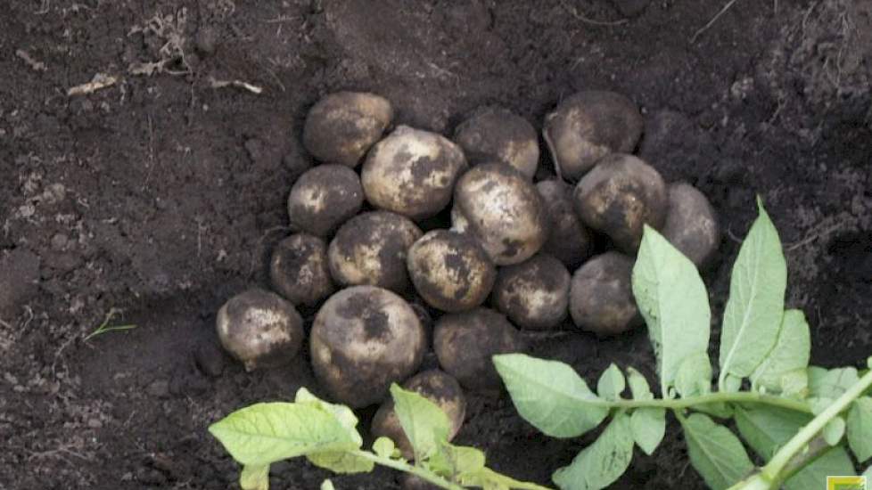 De grond is goed en de aardappelen hebben geen vochtgebrek geleden. Op het deel zonder druppelirrigatie is dit een beeld van de sortering.