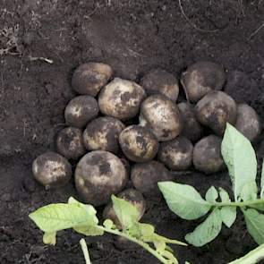De grond is goed en de aardappelen hebben geen vochtgebrek geleden. Op het deel zonder druppelirrigatie is dit een beeld van de sortering.