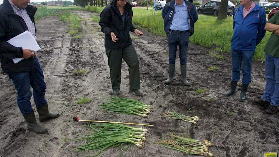 De uien die twee weken geleden gerooid zijn waren met druppelirrigatie wat groter gegroeid. Dat verschil is nu kleiner. Het loof is met druppelirrigatie een centimeter langer. Jacob Dogterom van Delphy gaf uitleg bij de uien. Achter de uien staat Arie-Jan