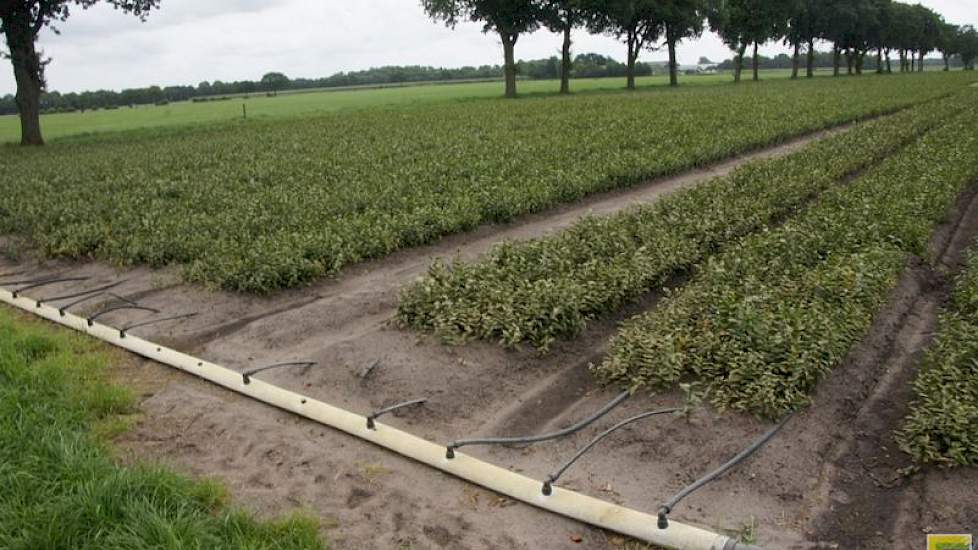 In de lelies blijkt druppelirrigatie een handige methode om vorstschade te beperken. Vliesdoek werkt volgens lelieteler Edwin Nieuwenhuis uit Hoornsterzwaag het beste, maar de capaciteit van vorstbescherming neemt wel toe met druppelirrigatie. Met vliesdo
