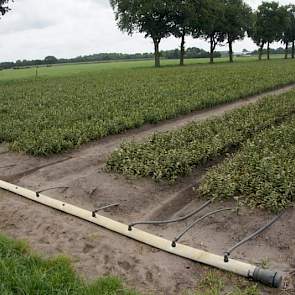 In de lelies blijkt druppelirrigatie een handige methode om vorstschade te beperken. Vliesdoek werkt volgens lelieteler Edwin Nieuwenhuis uit Hoornsterzwaag het beste, maar de capaciteit van vorstbescherming neemt wel toe met druppelirrigatie. Met vliesdo