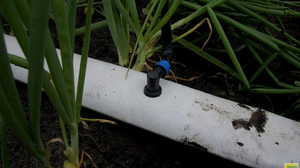 De kleine slangetjes brengen water tot vlak naast de uien. Het is de bedoeling dat dit een besparing op het water oplevert. Het water komt gericht bij het gewas en minder bij het onkruid. Voor de werking van bodemherbiciden is dit dus iets om rekening mee