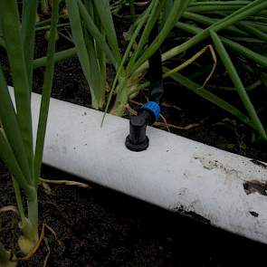 De kleine slangetjes brengen water tot vlak naast de uien. Het is de bedoeling dat dit een besparing op het water oplevert. Het water komt gericht bij het gewas en minder bij het onkruid. Voor de werking van bodemherbiciden is dit dus iets om rekening mee
