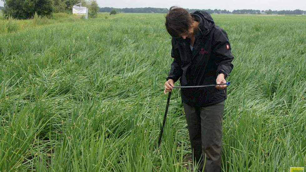 Sigrid Arends van Delphy laat de druppelslang zien. De grote toevoerslangen zijn minder kwetsbaar. Daar kan de trekker overheen rijden als er geen druk op staat. De zwarte druppelslangen liggen door het uienbed, twee per bed. Voor het rooien moeten ze eru