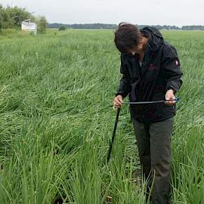 Sigrid Arends van Delphy laat de druppelslang zien. De grote toevoerslangen zijn minder kwetsbaar. Daar kan de trekker overheen rijden als er geen druk op staat. De zwarte druppelslangen liggen door het uienbed, twee per bed. Voor het rooien moeten ze eru