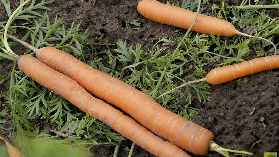 De peen valt in de sortering tot 20 millimeter dik. Laarakker, gevestigd in het Limburgse Well,  gaat ze nog wassen en sorteren, voor ze naar de afnemers gaan. De allervroegste peen haalt het bedrijf van de hogere zandgronden en er is nog een vroeg gebied