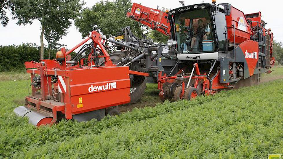 De opbrengsten van deze teelt liggen in augustus op een mooi niveau als van een hectare 55 tot 60 ton worteltjes komt.
