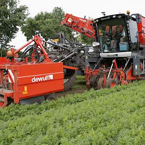 De opbrengsten van deze teelt liggen in augustus op een mooi niveau als van een hectare 55 tot 60 ton worteltjes komt.