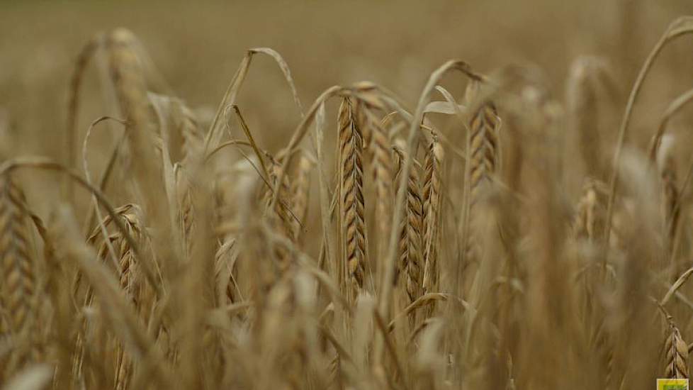 Soms was de gerst mooi en soms slecht door de doorwas. Hooiveld hoort het ook van buren. Hij heeft nog niet de slechtste percelen. Toch valt de 6 ton per hectare en de voerkwaliteit hem tegen. „Op deze grond moet je normaal gesproken 7 of 8 ton halen.”