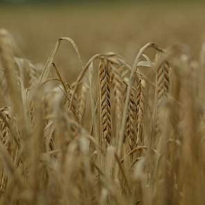 Soms was de gerst mooi en soms slecht door de doorwas. Hooiveld hoort het ook van buren. Hij heeft nog niet de slechtste percelen. Toch valt de 6 ton per hectare en de voerkwaliteit hem tegen. „Op deze grond moet je normaal gesproken 7 of 8 ton halen.”