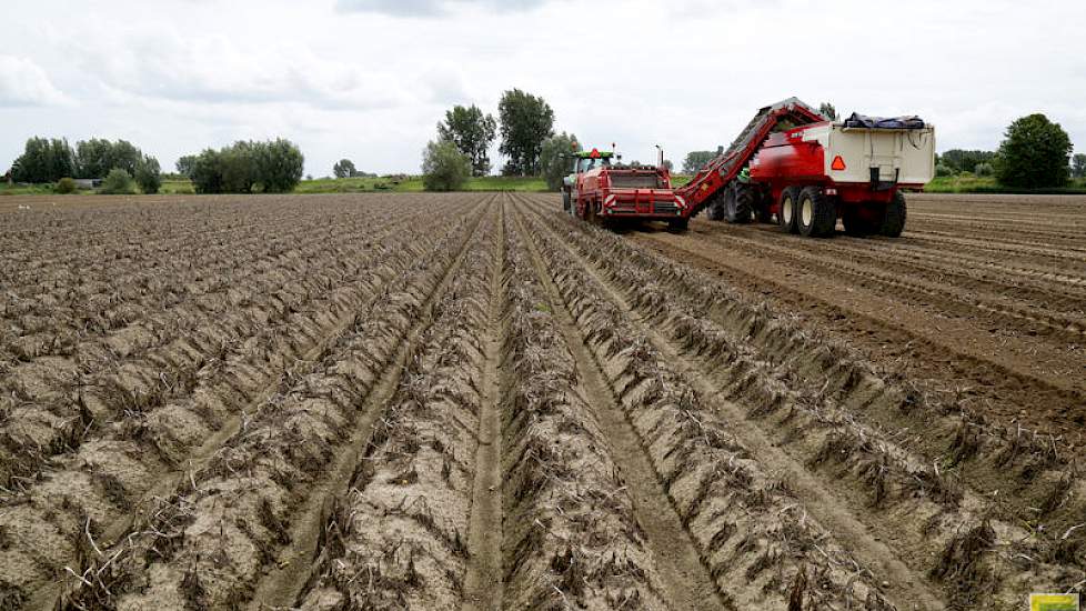 Van de 25 hectare pootgoed die Looyen heeft kan hij 70 procent niet beregenen.
