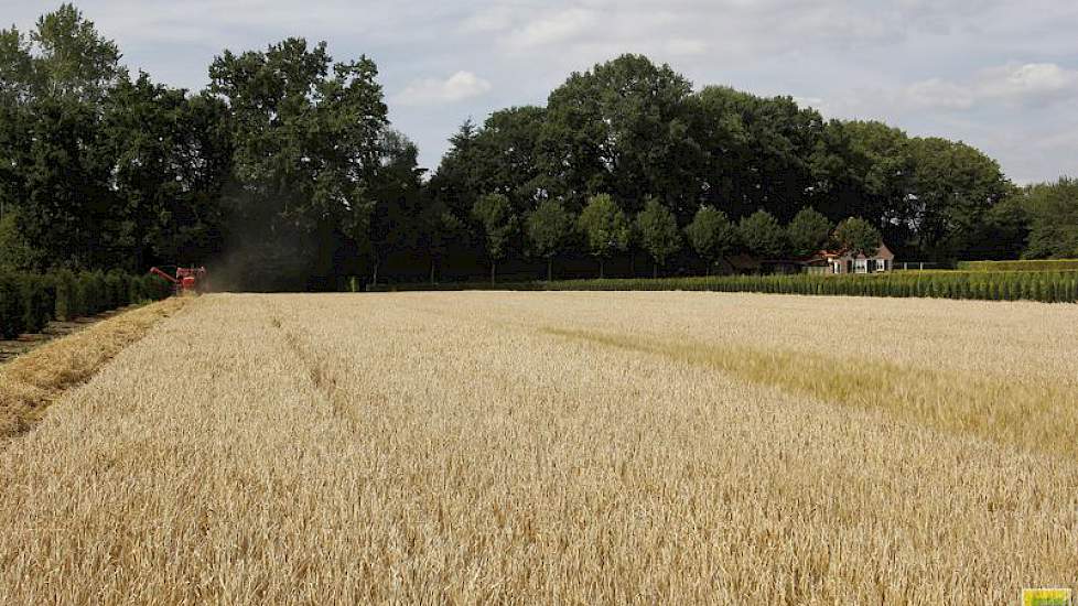 „We zijn altijd vrij laat met dorsen van de zomergerst door de late zaai”, zegt Hartemink.