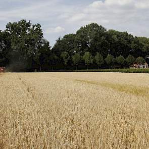 „We zijn altijd vrij laat met dorsen van de zomergerst door de late zaai”, zegt Hartemink.