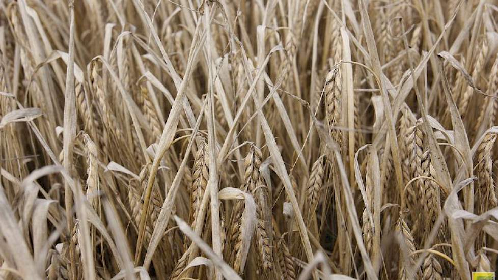Nog 2,5 hectare gerst staat op het bedrijf van Hartemink.