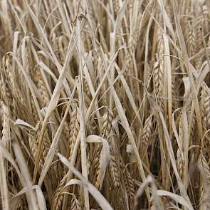 Nog 2,5 hectare gerst staat op het bedrijf van Hartemink.