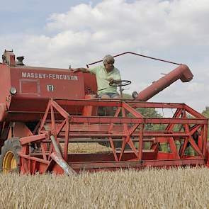 Hoewel de oude combine een beetje hobby is, neemt Hartemink de teelt wel serieus. „We bemesten altijd goed en als het moet beregenen we zelfs.”