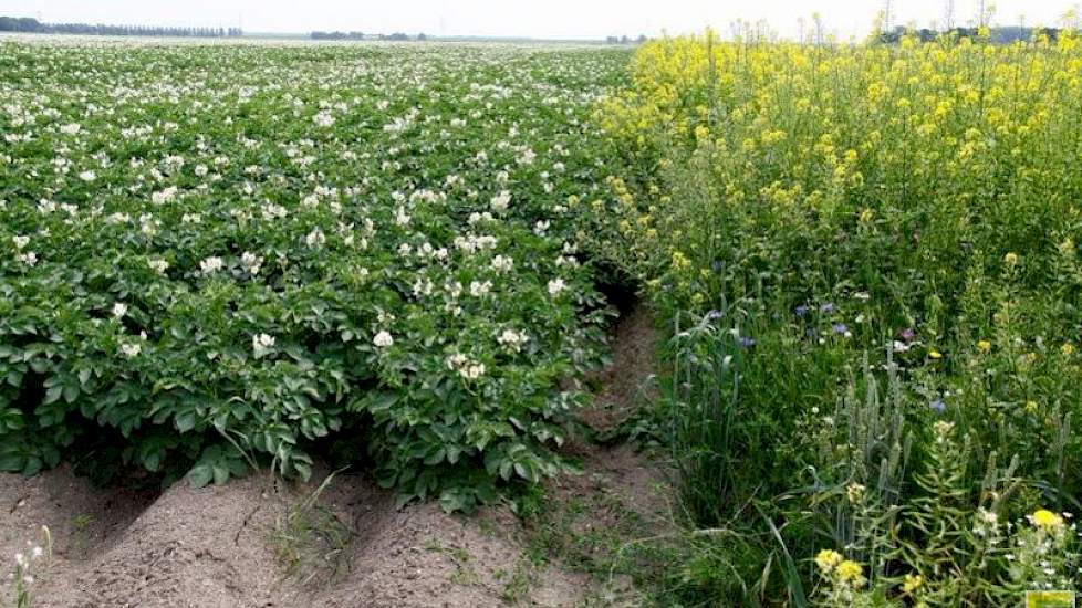 Groenbemester benaderen als volwaardig gewas Akkerwijzer.nl