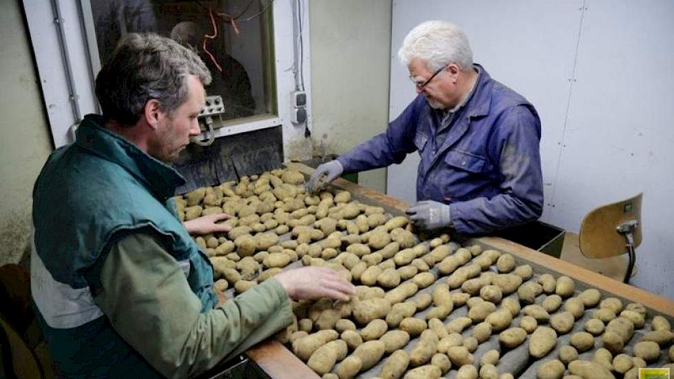 Volgens de handelshuizen HZPC en Agrico zal de poortaardappel voorlopig niet verdrongen worden door aardappelzaad.
