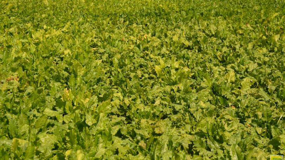 Een nieuwe variant van rhizomanie, de AYPR-variant, is in opmars. Ongeveer een vijfde van de bietenpercelen is besmet met deze variant van rhizomanie die in staat is de resistentie van het zaad te doorbreken. Symptomen van besmette planten zijn onder meer