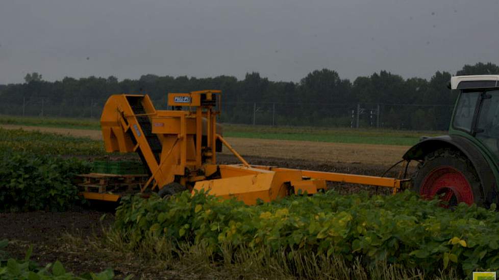 In Lelystad plukken de onderzoekers de bonen met een eenrijige plukmachine zoals die bekend is uit de teelt van sperziebonen. Volgens Peter Strijk van DutchSoy blijkt dat boven verwachting goed te werken.