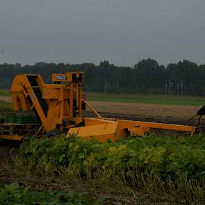In Lelystad plukken de onderzoekers de bonen met een eenrijige plukmachine zoals die bekend is uit de teelt van sperziebonen. Volgens Peter Strijk van DutchSoy blijkt dat boven verwachting goed te werken.