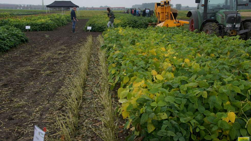 De soja kan ook gebruikt worden voor de verse consumptie van de bonen. De bonen zijn dan nog niet volledig gerijpt. Ze worden als 'nootjes' bij de borrel gegeten, vers uit de peul. Als saladeverrijker zijn ze al bij supermarkten verkrijgbaar. Dit betreft