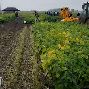 De soja kan ook gebruikt worden voor de verse consumptie van de bonen. De bonen zijn dan nog niet volledig gerijpt. Ze worden als 'nootjes' bij de borrel gegeten, vers uit de peul. Als saladeverrijker zijn ze al bij supermarkten verkrijgbaar. Dit betreft