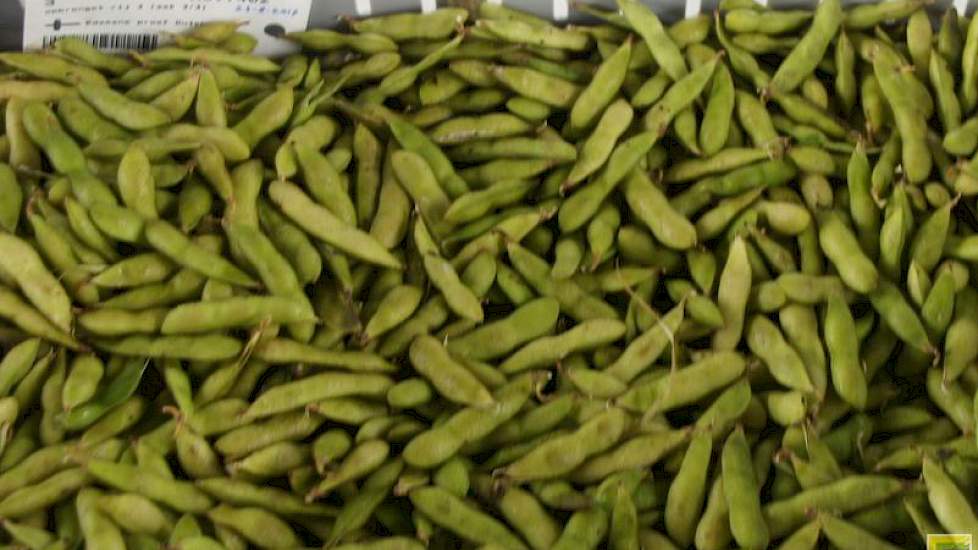 De verse sojabonen na de pluk. In de peulen zitten steeds een paar boontjes. Deze bonen zijn tot twee maal groter dan de droge bonen. In de sojarassen voor Edamame soja speelt smaak een belangrijke rol. Het betreft dus andere rassen, meestal uit oostelijk