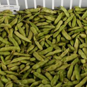 De verse sojabonen na de pluk. In de peulen zitten steeds een paar boontjes. Deze bonen zijn tot twee maal groter dan de droge bonen. In de sojarassen voor Edamame soja speelt smaak een belangrijke rol. Het betreft dus andere rassen, meestal uit oostelijk