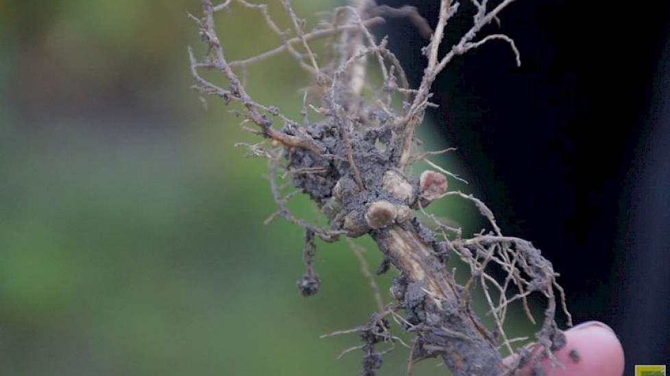Voor de teelt enten de zaadleveranciers stikstofbindende bacteriën op het zaad. Als die actief zijn levert dat wortelknolletjes op aan de sojawortels. Actieve rhizobium is herkenbaar aan de rode knolletjes. Deze 'stikstofbinding' is een belangrijke impuls