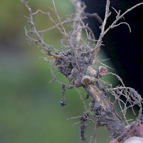 Voor de teelt enten de zaadleveranciers stikstofbindende bacteriën op het zaad. Als die actief zijn levert dat wortelknolletjes op aan de sojawortels. Actieve rhizobium is herkenbaar aan de rode knolletjes. Deze 'stikstofbinding' is een belangrijke impuls