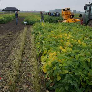 Voor de oogst met een bonenplukmachine is voldoende ruimte tussen de rijen nodig. Hier is voor 50 centimeter gekozen.