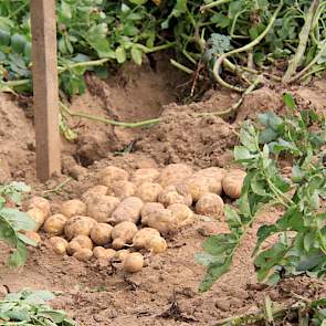 Van enkele rassen worden ook kleinere aardappelen geoogst. ‘Omdat het onderwatergewicht van bijvoorbeeld Innovator door regen alleen nog maar kan zakken, is op tijd oogsten het advies.’
