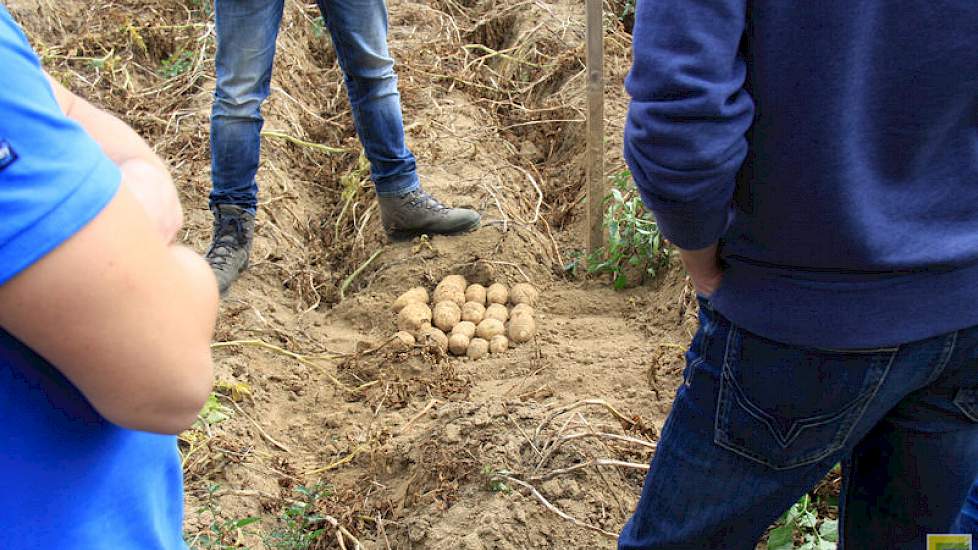 FarmFrites heeft bij alle aardappelrassen drie planten geoogst en laat de verschillen zien. McDonalds wil de frites lang en wit. ‘Weinig bemesten in het begin want het potentiële ras Dakota Trailblazer heeft weinig stikstof nodig.’