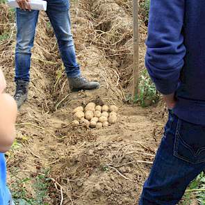 FarmFrites heeft bij alle aardappelrassen drie planten geoogst en laat de verschillen zien. McDonalds wil de frites lang en wit. ‘Weinig bemesten in het begin want het potentiële ras Dakota Trailblazer heeft weinig stikstof nodig.’