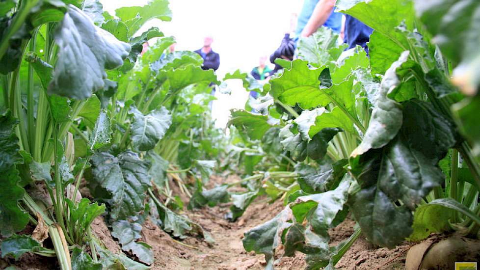 Preventief spuiten van bieten loont nog steeds volgens de zaadbedrijven, want het telen van een resistent ras betekent 10 tot 15 procent minder opbrengst.