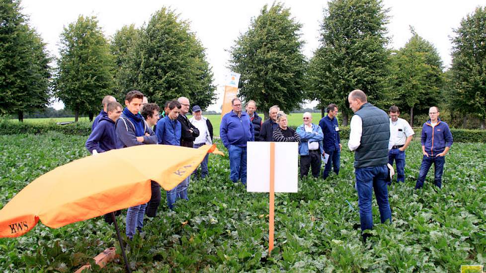 Het loof op de lössgrond in Zuid Limburg laat zich niet vergelijken met de ‘enorm grote pruiken’ elders in Nederland. KWS, SESVanderHave, Strube en Betaseed waren present.