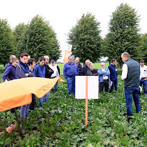 Het loof op de lössgrond in Zuid Limburg laat zich niet vergelijken met de ‘enorm grote pruiken’ elders in Nederland. KWS, SESVanderHave, Strube en Betaseed waren present.