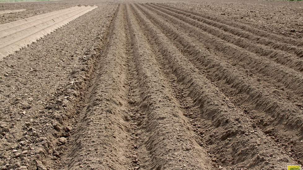 Uiterst links de gladde ruggen die kunnen stuiven, rechts de nieuwe ruggen die - anders dan de héél oude grove ruggen van vroeger – door de kléine kluitjes geen schaduwwerking kennen en dus niet nadelig zijn bij bespuitingen tegen onkruid.