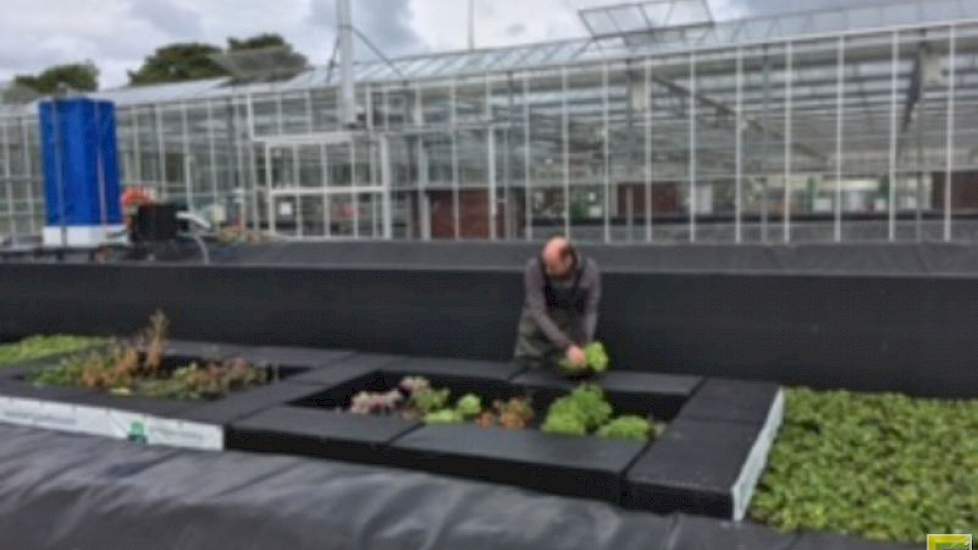 Met name voor bladgewassen is de eerste proef met teelt op een eiland van piepschuim in water goed verlopen.