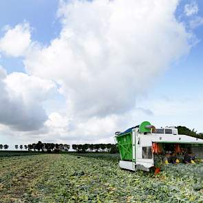Naast de spruiten (103 hectare) verbouwen de broers suikerbieten en zaaiuien. In de kassen telen ze uitgangsmateriaal voor spruitkool, petunia’s, violen en spinaziezaaigoed.