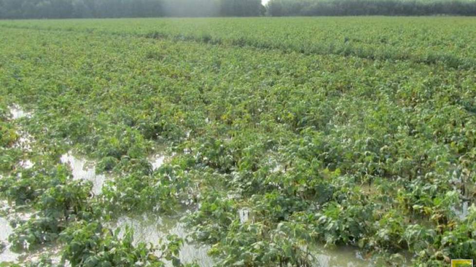 Met name aardappelen zijn erg gevoelig bij overvloedige regenval. Logisch dat verzekeraars de afgelopen weken van dit gewas de meeste schademeldingen ontvingen.
