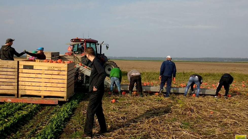 De biologisch geteelde oranje pompoenen zijn rijp om te oogsten. “Even met bezoek uit het Verenigd Koninkrijk op de akkers van Westra in Dronten kijken”, zegt een medewerker van Nautilus Organic, de enige biologische telerscoöperatie in Nederland. De pomp