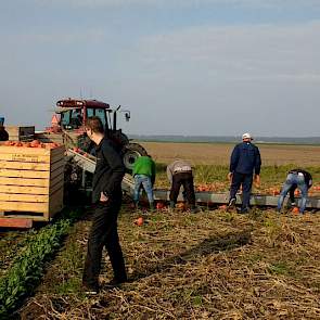 De biologisch geteelde oranje pompoenen zijn rijp om te oogsten. “Even met bezoek uit het Verenigd Koninkrijk op de akkers van Westra in Dronten kijken”, zegt een medewerker van Nautilus Organic, de enige biologische telerscoöperatie in Nederland. De pomp
