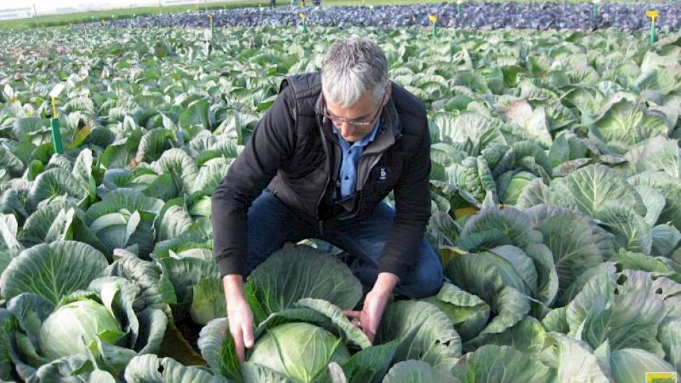 De witte kool Report krijgt extra aandacht op het demonstratieveld van Bejo. Volgens salesmanager Robert Schilder gaat het hier om een witte kool voor de industrie met knolvoetresistentie. „Knolvoet is een grondgebonden ziekte die steeds vaker voorkomt. A