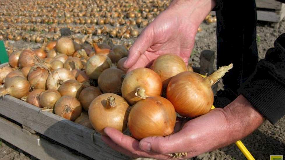 De Hyway is een uienras in het midden vroege segment, dat zich kenmerkt door een goed opbrengst, een goede huidvastheid en een trage spruitvorming, vertelt salesmanager Robert Schilder van Bejo. „Door de goede bewaarbaarheid en kwaliteit leent deze ui zic
