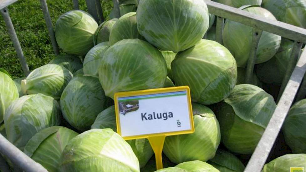 Bejo komt met de Kaluga, een witte kool voor de lange bewaring van 1,5 tot 2 kg stuks. De kool is sterk tegen trips en staat gezond op het veld. „De gangbare sector mag steeds minder werkzame stof per hectare gebruiken”, aldus salesmanager Robert Schilder