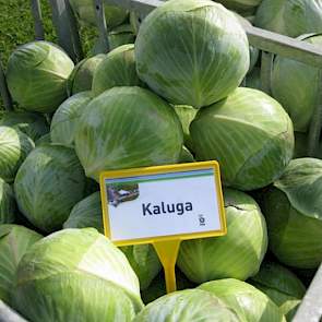 Bejo komt met de Kaluga, een witte kool voor de lange bewaring van 1,5 tot 2 kg stuks. De kool is sterk tegen trips en staat gezond op het veld. „De gangbare sector mag steeds minder werkzame stof per hectare gebruiken”, aldus salesmanager Robert Schilder