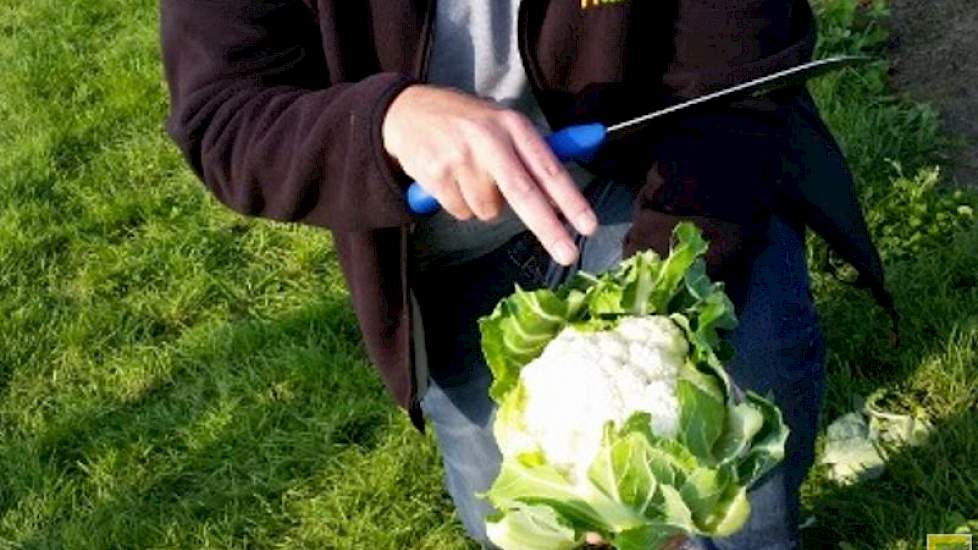 Brassica specialist Maarten Danenberg laat de bloemkool Solida zien. Dit nieuwe ras is zeer geschikt voor de herfstteelt, kent een uniforme oogst en presenteert mooi in de bak. Volgens Danenberg  heeft de bloemkool een sterke blauw/groene onderkant en laa