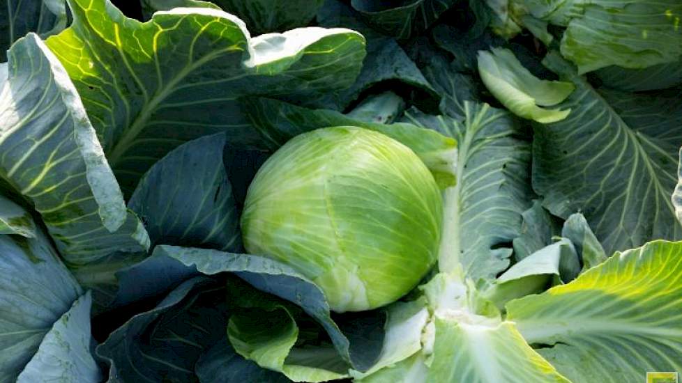 De Lucas is een bewaarkool voor de West-Europese markt. De kool blijft mooi groen in de bewaring en is qua opbrengst een goede kilogever, aldus Maarten Danenberg van Hazera.